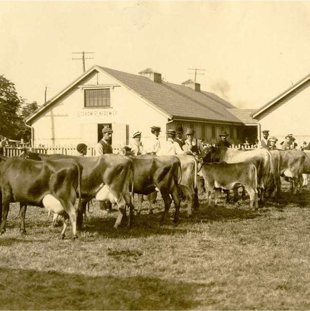 Black and white image of cattle exhibitors with outdoor with their cattle.