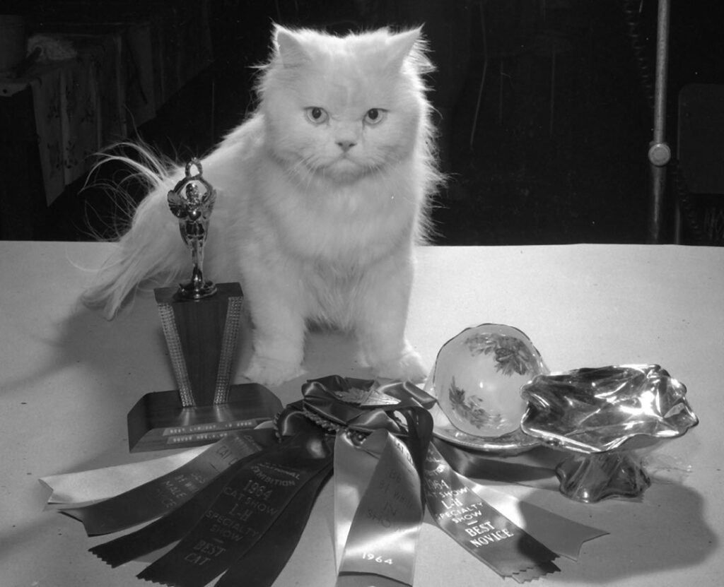 Prize Cat & Tea Cup, 1964 CNE Heritage